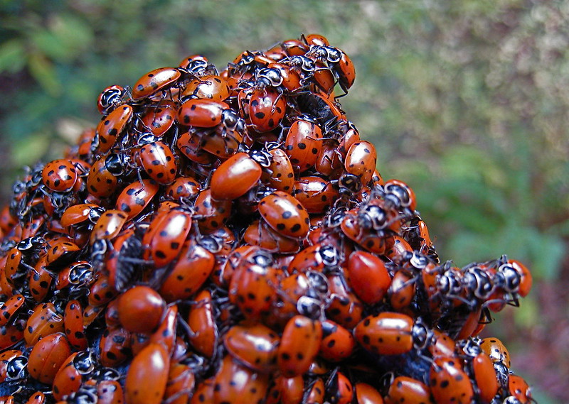 'Love Bugs' von Steve Jurvetson auf Flickr