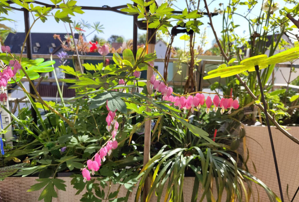 Blüten