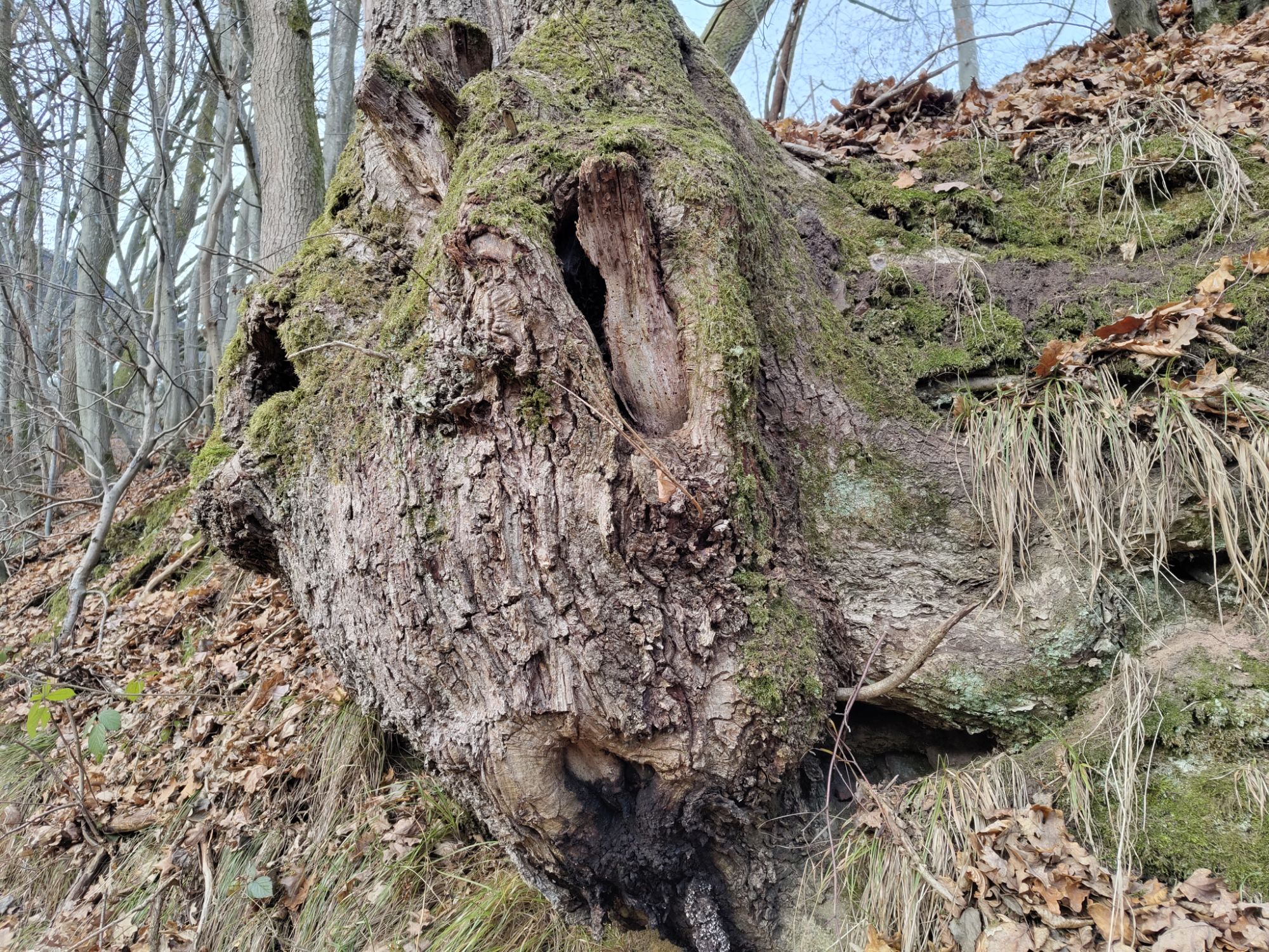 Totholz – tot und doch lebendig