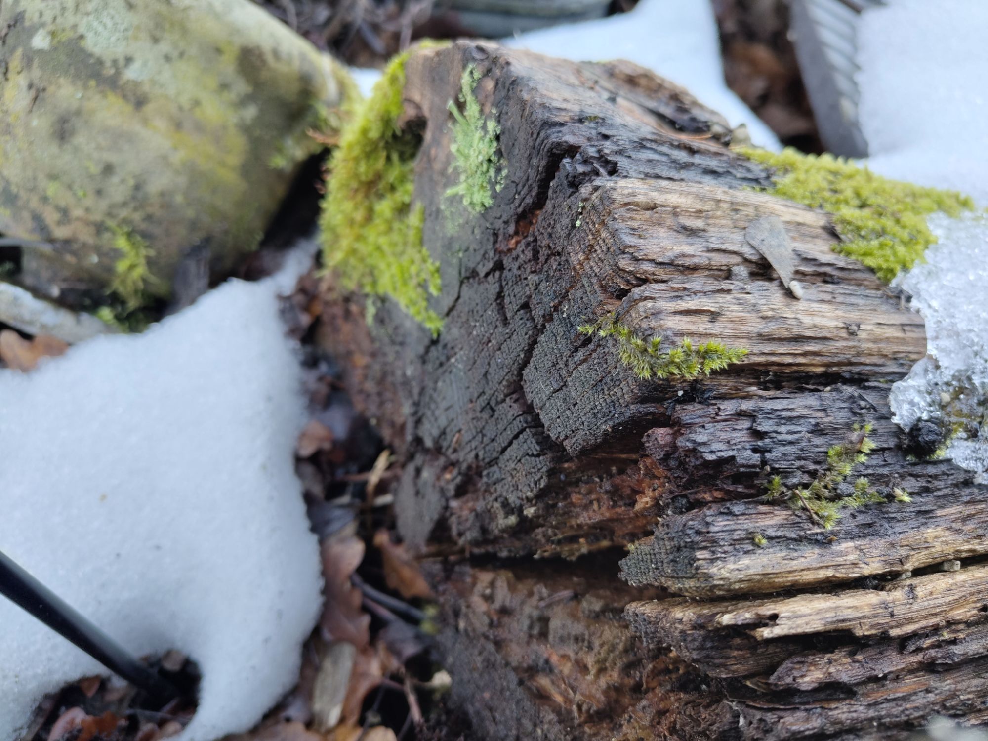 Totholz im großen Garten