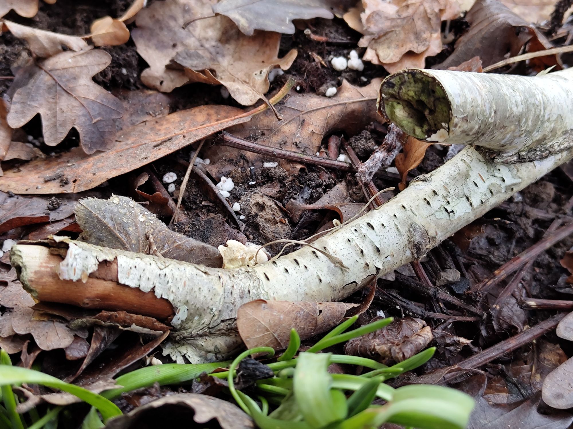 Das kleine Holz, das bleiben durfte